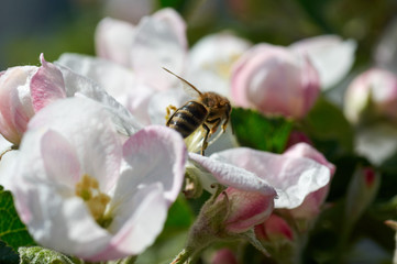 Bee on a spring flower collecting pollen and nectar.flying bumblebee at spring apple tree flowers background.Flower Bloom Nature Concept/Bee in blossoming apple tree.Working Bee