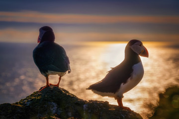 Puffin couple sunset