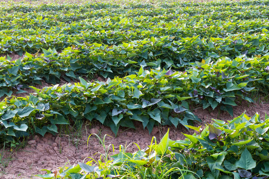 Sweet Potato Field Images &#8211; Browse 6,764 Stock Photos, Vectors ...