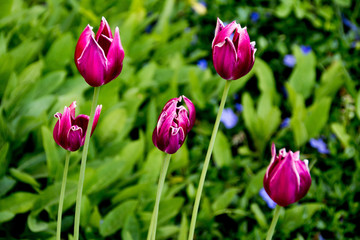 lila weiße Tulpen endlich Frühling