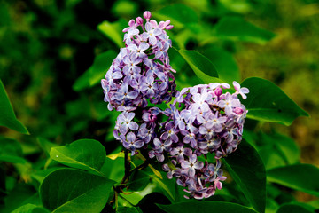 Blühende Fliederblüten Nahaufnahme endlich Frühling