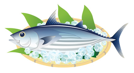 カツオ　鰹　白背景