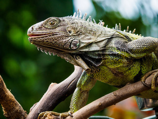 Green iguana