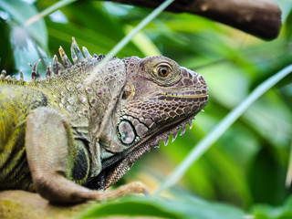 Green iguana