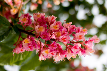 rosa Kastanien Blüten Nahaufnahme Endlich Frühling