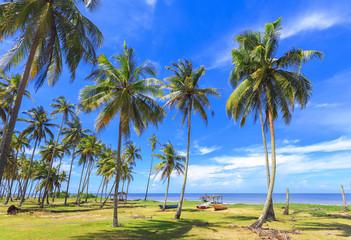 Panoramic view of tropical beach with coconut palm trees.