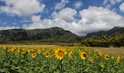 Fototapeta na wymiar Sunflower field in Central Maui.