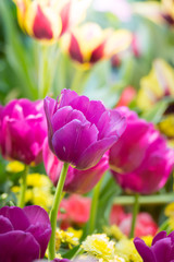 Beautiful bouquet of tulips. colorful tulips. nature background