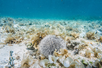 Naklejka na ściany i meble White Spiky Urchins Closeup Underwater View