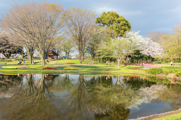 Tulip garden at Showa Kinen Koen(Showa Memorial Park),Tachikawa,Tokyo,Japan in spring.