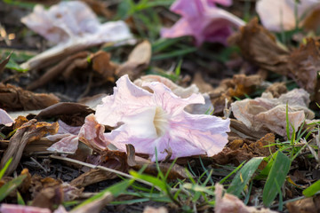 fallen rosy trumpet flowers on the ground