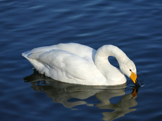 Naklejka premium 白鳥 古徳沼