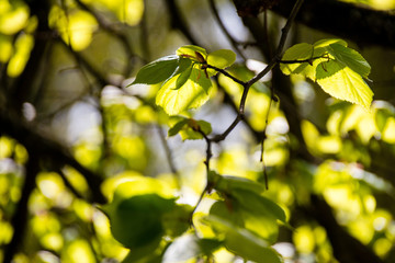 grüne Blätter an einem Zweig im Sonnenlicht