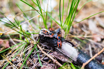 Feuerkäfer auf einem Zweig im Gras
