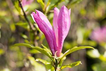 Fototapeta premium lila Magnolienblüte