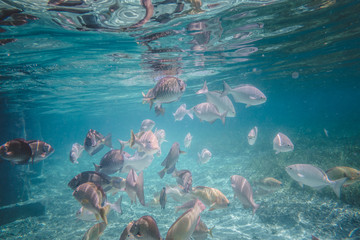 Tropical Caribbean Fishes Mix of Grunts, Parrot fish and other