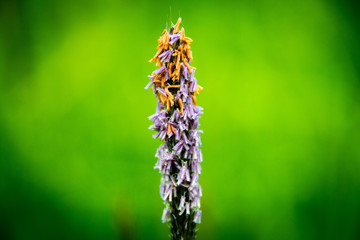 Lila Blüte mit Pollen vor grünem Hintergrund