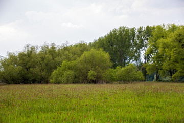 Sommerwiese mit Bäumen im Hintergrund Sommer