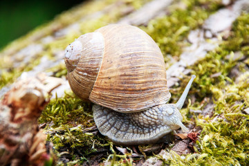 Weinbergschnecke auf Moos auf einem Baumstamm