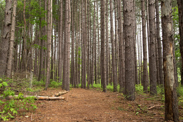 Naklejka premium Woodland path through evergreens