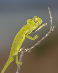 African chameleon on stick