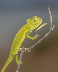 Crédence de cuisine en verre imprimé Caméléon African chameleon on stick