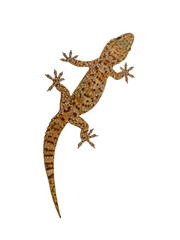 Gecko on white wall