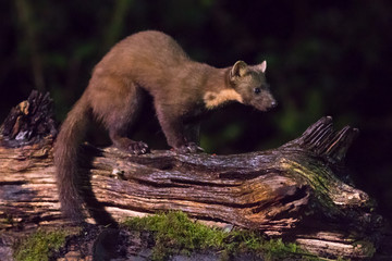 European pine marten perched on log at night