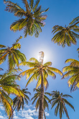 Obraz na płótnie Canvas Palm Trees and Sunlight
