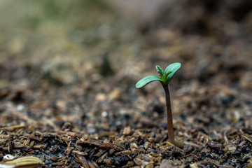 marijuana weed smoking on background.