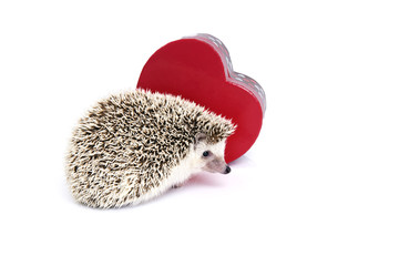 Hedgehog with red gift box in heart shape.