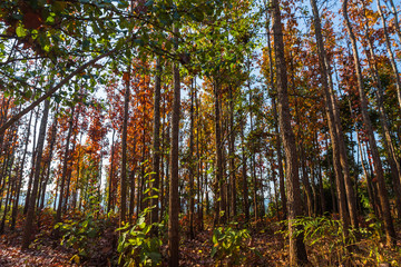 Multi-colored trees and autumn sun shining in the clear blue sky. A vivid and greatly varied display of fall foliage, Thailand