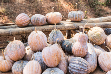orange pumpkins on ground
