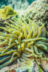 Fototapeta na wymiar Green Anemone in the Caribbean Coral Reef