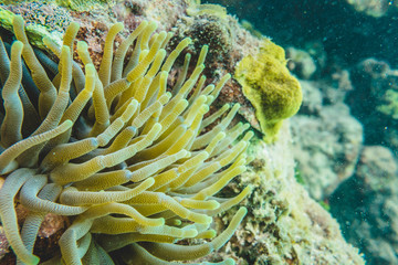 Naklejka na ściany i meble Green Anemone in the Caribbean Coral Reef