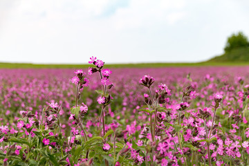 lila Blumenfeld Blumen Feld im Sommer