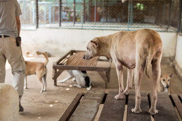 Shelter for homeless dogs
