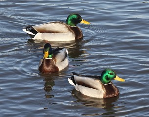 #Mallards in Profile