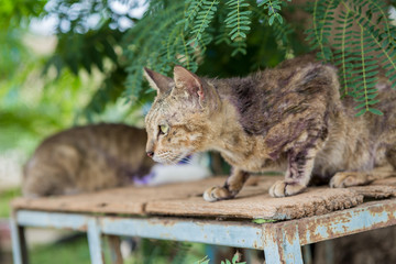 Shelter for homeless Cats