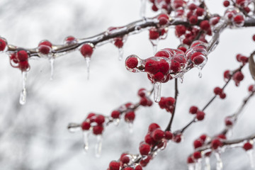 The Frozen Red Fruit