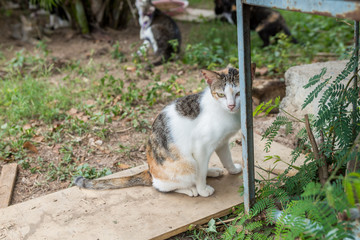 Shelter for homeless Cats