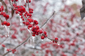 The Frozen Red Fruit