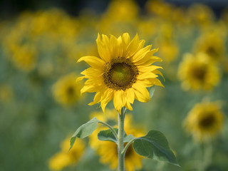 Bright yellow sunflower in field