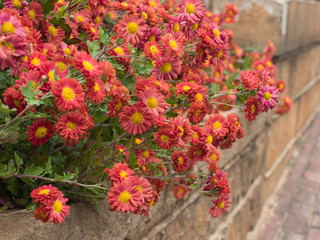 Red chrysanthemums draped over a brick masonry wall in a formal garden