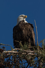 Closeup (1000mm) of a bald eagle standing on a tree, seen in the wild in  North California