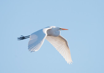 Great Egret in flight with wings down, against blue sky (Ardea alba)