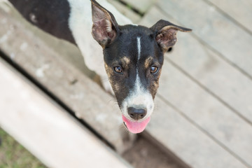 Puppy in Thailand 