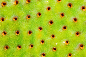 A huge variety of cacti in the cactus garden. Lanzarote. Canary Islands. Spain