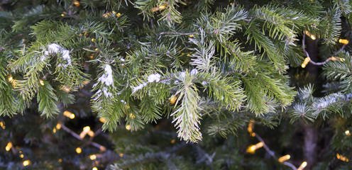 spruce branches covered with fresh white snow. background, nature.