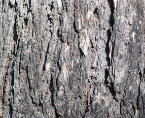 gray tree bark texture of a pine trunk. closeup, texture, background.